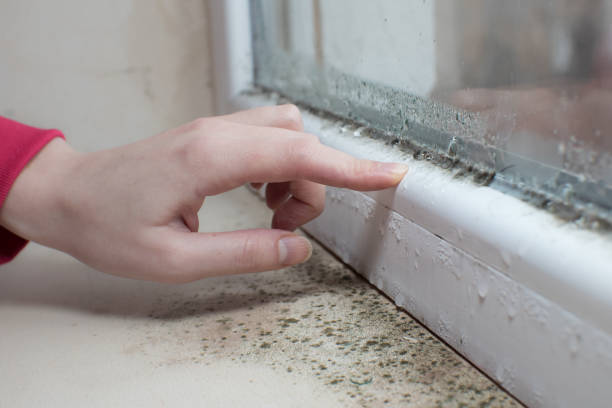 Environmental Consulting for Mold Prevention in Owosso, MI